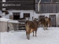 Brown swiss snow 1