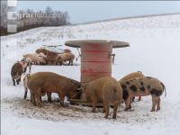 Schweine im Schnee 52