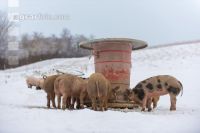 Schweine im Schnee 51