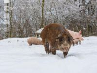 Schweine im Schnee 49