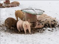 Schweine im Schnee 46