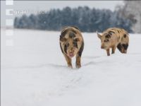 Schweine im Schnee 45
