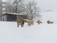 Schweine im Schnee 44