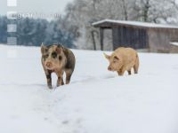 Schweine im Schnee 43
