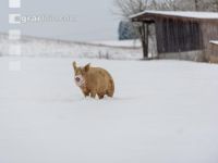 Schweine im Schnee 42