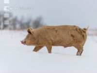Schweine im Schnee 41