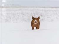 Schweine im Schnee 40