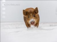 Schweine im Schnee 39