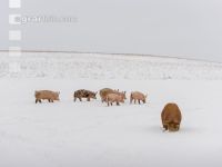 Schweine im Schnee 37