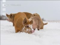 Schweine im Schnee 36