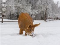 Schweine im Schnee 34