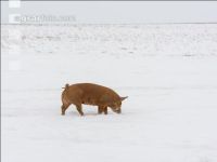Schweine im Schnee 32