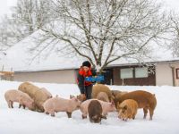Schweine im Schnee 30