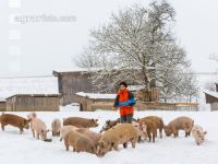 Schweine im Schnee 29