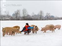 Schweine im Schnee 28