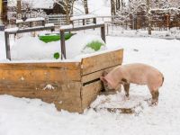 Schweine im Schnee 26