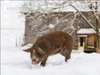 Schweine im Schnee 23