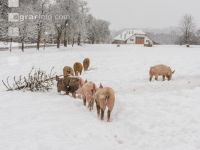 Schweine im Schnee 22
