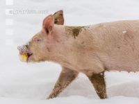 Schweine im Schnee 20
