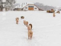 Schweine im Schnee 19