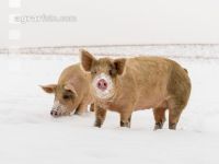 Schweine im Schnee 17