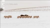 Schweine im Schnee 16