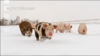Schweine im Schnee 15