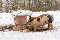 Schweine im Schnee 12