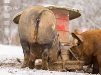 Schweine im Schnee 10