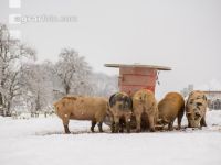 Schweine im Schnee 9