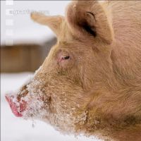 Schweine im Schnee 5