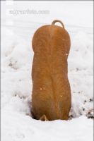 Schweine im Schnee 2