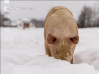 Schweine im Schnee 1
