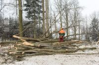 Buchen fällen 44