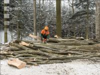 Buchen fällen 43