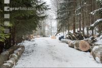 Buchenbloche 2