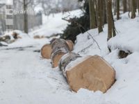 Buchenbloche 1