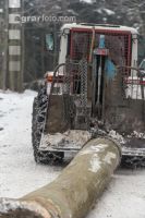 Buchen fällen 35