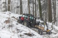 Buchen fällen 33