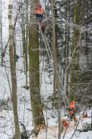 Buchen anseilen 3