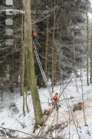 Buchen anseilen 2