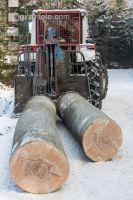 Buchen fällen 32
