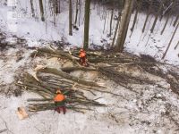 Buchen fällen 28