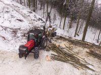 Buchen fällen 26