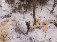 Buchen fällen 23