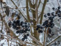 Eisregen 41