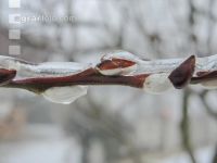 Eisregen 36