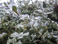 Eisregen 33