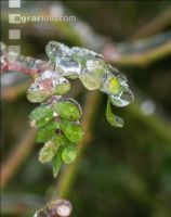 Eisregen 32