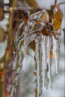 Eisregen 25